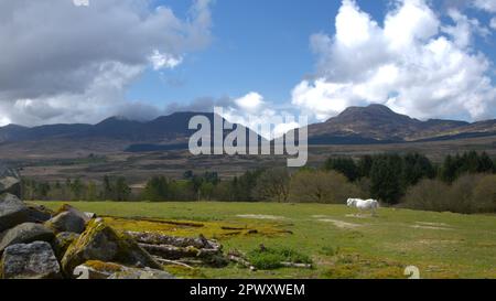 Les montagnes Rhinog, Gnynedd pays de Galles Royaume-Uni Banque D'Images