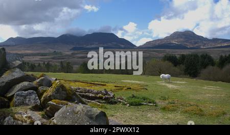 Les montagnes Rhinog, Gnynedd pays de Galles Royaume-Uni Banque D'Images