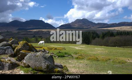 Les montagnes Rhinog, Gnynedd pays de Galles Royaume-Uni Banque D'Images