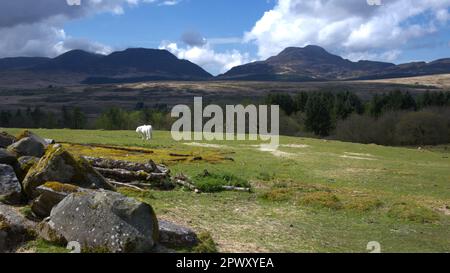 Les montagnes Rhinog, Gnynedd pays de Galles Royaume-Uni Banque D'Images