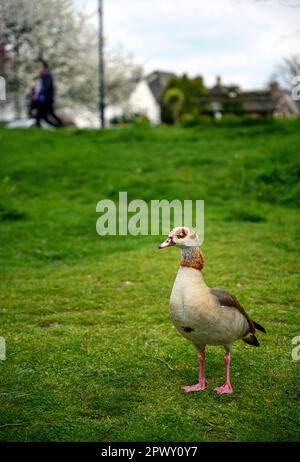 Oie égyptienne debout sur l'herbe à Chislehurst Commons, Kent, Royaume-Uni. Les personnes qui se cachent derrière. Oie égyptienne (Alopochen aegyptiaca). Banque D'Images