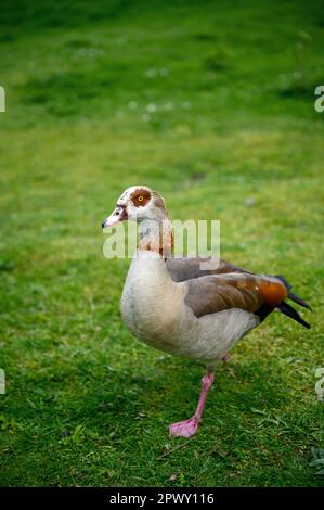 Oie égyptienne marchant sur l'herbe à Chislehurst Commons, Kent, Royaume-Uni. Oie égyptienne (Alopochen aegyptiaca). Chislehurst est dans le Borough de Bromley. Banque D'Images
