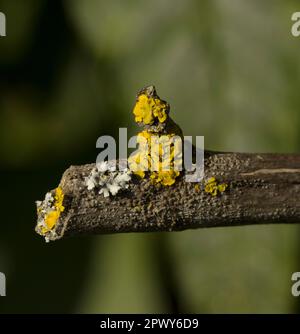 Lichen Xanthoria parietina croissant sur Buddleja Banque D'Images