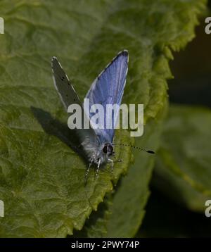 Holly Blue Butterfly mâle Banque D'Images