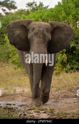 Éléphant d'Afrique marchant vers la caméra sur la rive Banque D'Images