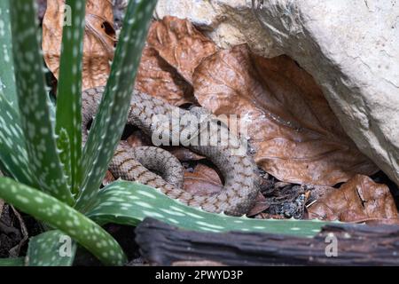 Gros plan de la vipère ASP (Vipera aspis) Banque D'Images