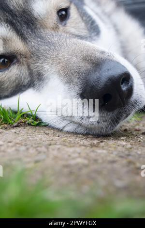husky de loup sibérien reposant au parc Banque D'Images