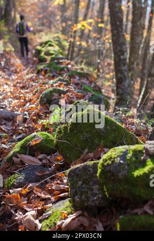 Trekker marchant dans la forêt de chesnut. Automne magique à Ambroz Valley, Estrémadure, Espagne Banque D'Images