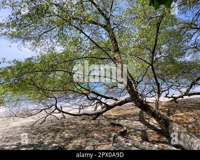 Parc national Manuel Antonio, Costa Rica - Un pommier de plage, ou manchineel (Hippomane mancinella). Toutes les parties de l'arbre sont toxiques. C'est somet Banque D'Images