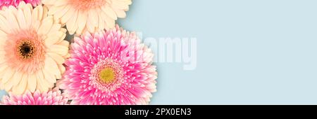 Bannière avec fleurs de gerbera multicolores sur fond bleu. Composition festive. Banque D'Images