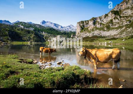 Vaches autour du lac Ercina à Covadonga, Picos de Europa, Asturies, Espagne Banque D'Images