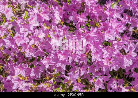Un groupe dense de fleurs d'azalée rose vif (genre Rhododendron) fleurit dans un jardin au printemps Banque D'Images