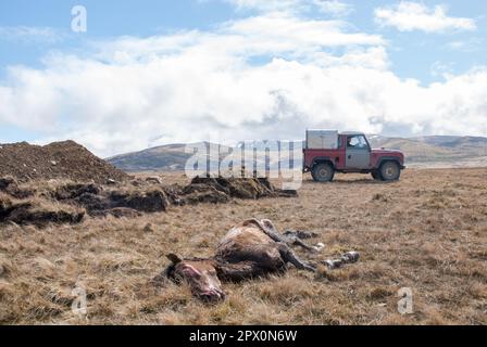 Des poneys sauvages ont trouvé mort sur Carneddau - mais les agriculteurs ne peuvent pas les enterrer en raison de la réglementation européenne avril 2013 Banque D'Images