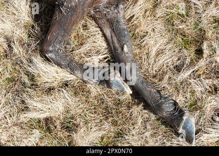 Des poneys sauvages ont trouvé mort sur Carneddau - mais les agriculteurs ne peuvent pas les enterrer en raison de la réglementation européenne avril 2013 Banque D'Images