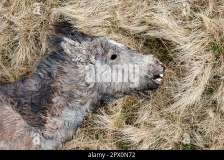 Des poneys sauvages ont trouvé mort sur Carneddau - mais les agriculteurs ne peuvent pas les enterrer en raison de la réglementation européenne avril 2013 Banque D'Images