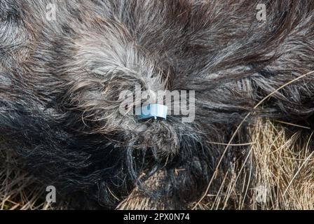 Des poneys sauvages ont trouvé mort sur Carneddau - mais les agriculteurs ne peuvent pas les enterrer en raison de la réglementation européenne avril 2013 Banque D'Images