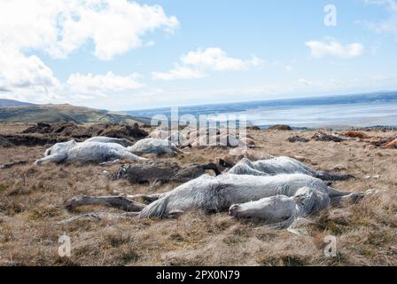 Des poneys sauvages ont trouvé mort sur Carneddau - mais les agriculteurs ne peuvent pas les enterrer en raison de la réglementation européenne avril 2013 Banque D'Images