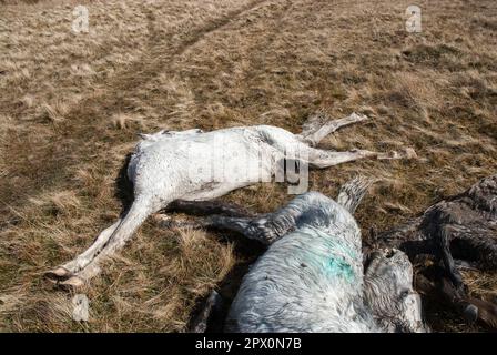 Des poneys sauvages ont trouvé mort sur Carneddau - mais les agriculteurs ne peuvent pas les enterrer en raison de la réglementation européenne avril 2013 Banque D'Images