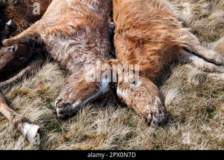 Des poneys sauvages ont trouvé mort sur Carneddau - mais les agriculteurs ne peuvent pas les enterrer en raison de la réglementation européenne avril 2013 Banque D'Images