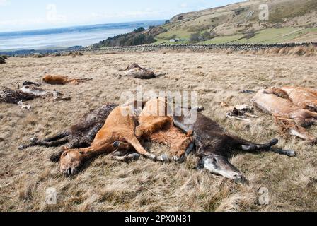 Des poneys sauvages ont trouvé mort sur Carneddau - mais les agriculteurs ne peuvent pas les enterrer en raison de la réglementation européenne avril 2013 Banque D'Images