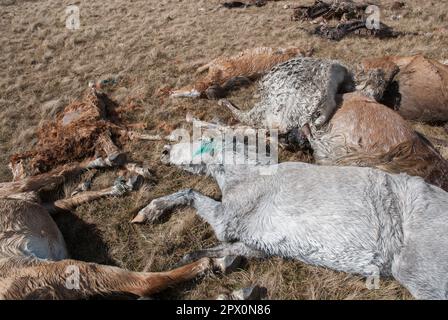 Des poneys sauvages ont trouvé mort sur Carneddau - mais les agriculteurs ne peuvent pas les enterrer en raison de la réglementation européenne avril 2013 Banque D'Images