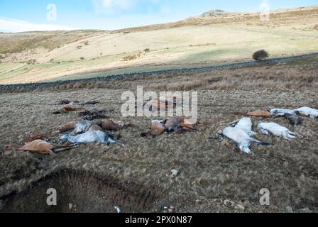 Des poneys sauvages ont trouvé mort sur Carneddau - mais les agriculteurs ne peuvent pas les enterrer en raison de la réglementation européenne avril 2013 Banque D'Images