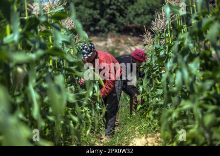Gaza, Palestine. 01st mai 2023. Les agriculteurs palestiniens récoltent du maïs dans une ferme de Beit Lahiya, dans le nord de la bande de Gaza, coïncidant avec la Journée internationale du travail. Crédit : SOPA Images Limited/Alamy Live News Banque D'Images