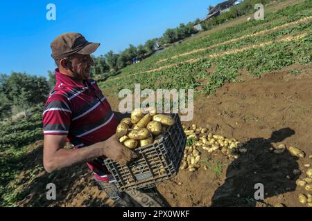 Gaza, Palestine. 01st mai 2023. Un agriculteur palestinien récolte des pommes de terre dans une ferme de Beit Lahiya, dans le nord de la bande de Gaza, coïncidant avec la Journée internationale du travail. Crédit : SOPA Images Limited/Alamy Live News Banque D'Images