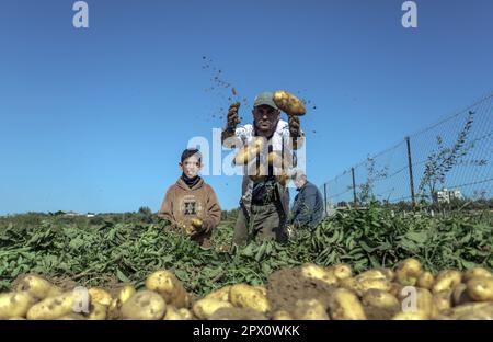 Gaza, Palestine. 01st mai 2023. Les agriculteurs palestiniens récoltent des pommes de terre dans une ferme de Beit Lahia, dans le nord de la bande de Gaza, coïncidant avec la Journée internationale du travail. Crédit : SOPA Images Limited/Alamy Live News Banque D'Images