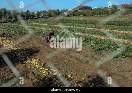 Gaza, Palestine. 01st mai 2023. Un agriculteur palestinien récolte des pommes de terre dans une ferme de Beit Lahiya, dans le nord de la bande de Gaza, coïncidant avec la Journée internationale du travail. (Photo de Mahmoud Issa/SOPA Images/Sipa USA) crédit: SIPA USA/Alay Live News Banque D'Images