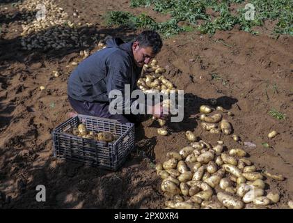 Gaza, Palestine. 01st mai 2023. Un agriculteur palestinien récolte des pommes de terre dans une ferme de Beit Lahiya, dans le nord de la bande de Gaza, coïncidant avec la Journée internationale du travail. (Photo de Mahmoud Issa/SOPA Images/Sipa USA) crédit: SIPA USA/Alay Live News Banque D'Images