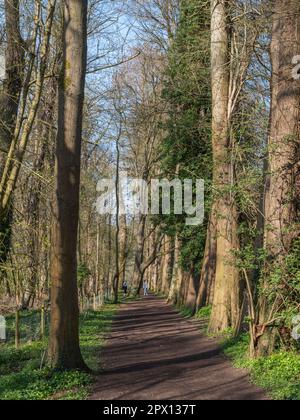 Vue le long du Thames Path à côté de la Tamise à Maidenhead, Berkshire, Royaume-Uni. Banque D'Images