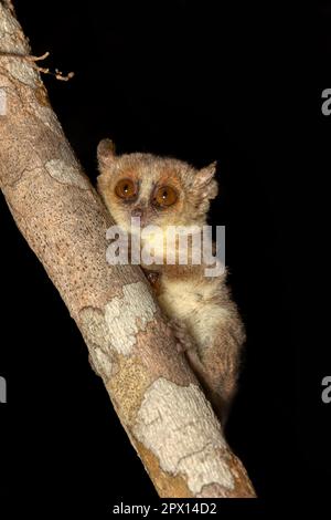 Mignon petit lémurien nocturne de Madame Berthe (Microcebus berthae). Espèces en voie de disparition de lémuriens nocturnes pendues sur le tronc des arbres dans leur habitat naturel. Banque D'Images