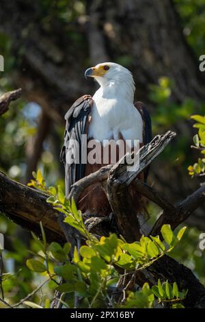 L'aigle du poisson africain dans l'arbre tourne la tête Banque D'Images