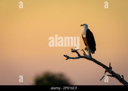 Aigle à poisson africain sur la branche au crépuscule Banque D'Images