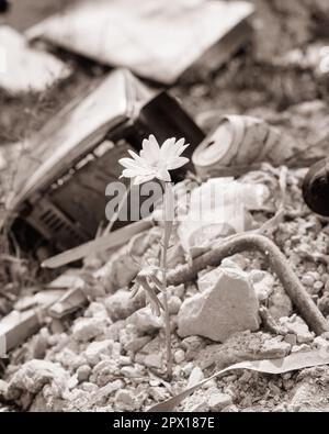 1970S MARGUERITE SIMPLE FRAÎCHE POUSSANT SON CHEMIN VERS LE HAUT À TRAVERS UNE PILE DE DÉCHETS À LA FLEUR - S17656 HAR001 HARS OPTIMISME CONTAMINATION RUBIS TOXINES SYMBOLIQUES FLEURS CONCEPTS ENVIRONNEMENT FOI CROISSANCE SURVIE NOIR ET BLANC FLORAISON HAR001 ANCIENNE REPRÉSENTATION DES DÉCHETS Banque D'Images