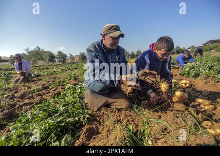 Gaza, Palestine. 01st mai 2023. Les agriculteurs palestiniens récoltent des pommes de terre dans une ferme de Beit Lahia, dans le nord de la bande de Gaza, coïncidant avec la Journée internationale du travail. Crédit : SOPA Images Limited/Alamy Live News Banque D'Images