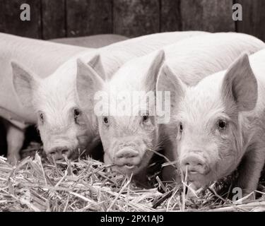 1950S TROIS PORCELETS DU YORKSHIRE ÂGÉS D'ENVIRON 8 SEMAINES ET PESANT PEUT-ÊTRE 40 KG REGARDER UN APPAREIL PHOTO - H6816 HEL001 HARS ANIMAUX DE FERME CHARMANTS PORCS MAMMIFÈRES ADORABLES LIVRES PLAISANTS LAIT YORKSHIRE ADORABLE NOIR ET BLANC VIEUX MODE Banque D'Images