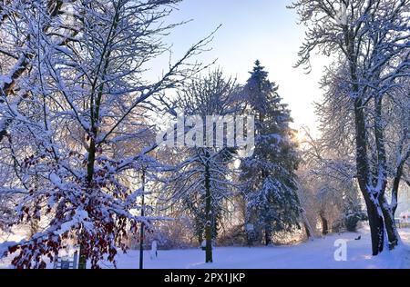 Magnifiques photos d'arbres après de fortes chutes de neige par temps ensoleillé Banque D'Images