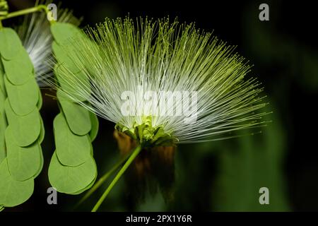 Albizia lebbeck est une espèce d'Albizia. Forêt de Kirindy flore de Madagascar Banque D'Images