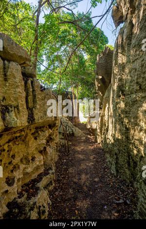 Petit Tsingy de Bemaraha, réserve naturelle stricte située près de la côte ouest de Madagascar. Patrimoine mondial de l'UNESCO avec une géographie unique, mangrove Banque D'Images