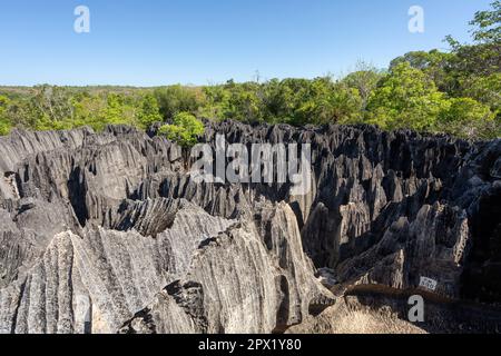 Petit Tsingy de Bemaraha, réserve naturelle stricte située près de la côte ouest de Madagascar. Patrimoine mondial de l'UNESCO avec une géographie unique, mangrove Banque D'Images