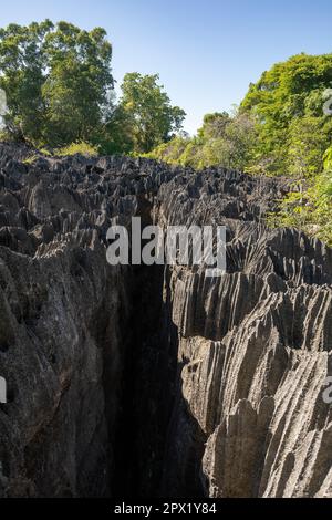 Petit Tsingy de Bemaraha, réserve naturelle stricte située près de la côte ouest de Madagascar. Patrimoine mondial de l'UNESCO avec une géographie unique, mangrove Banque D'Images