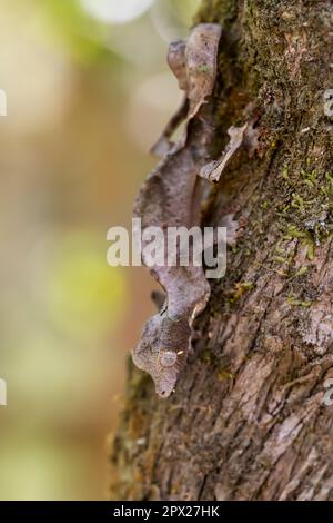 Uroplatus phantasticus, gecko à queue de feuille satanique, gecko à queue de feuille de cils ou gecko à queue de feuille phantastique, espèces endémiques bizarres de gecko. Peyrie Banque D'Images