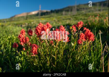 Le pinceau rose corail Blooms chaud dans le soleil sous le Mont Holmes à Yellowstone Banque D'Images
