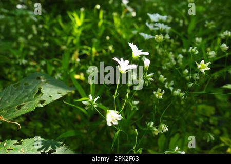 Starflower Stellaria est un genre de plantes à fleurs de la famille des Carnation. Usine de fabrication de maisons en bois. Fleurs blanches dans la forêt. Fruska Gora, Serbie. beaut Banque D'Images