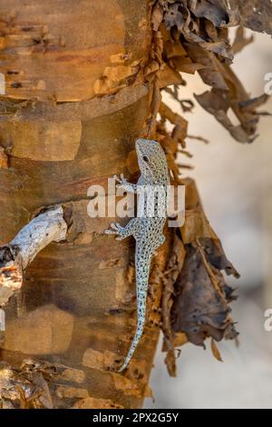 Phelsuma breviceps est une espèce diurne de gecko qui est originaire du sud-ouest de Madagascar et qui habite typiquement les arbres et les buissons, Arboretum d'Antsoka Banque D'Images
