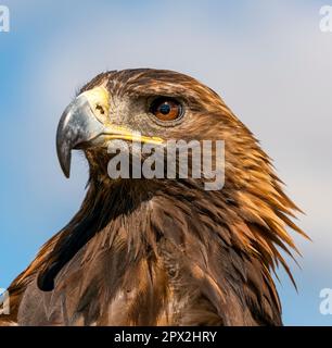 Gros plan de la tête de l'aigle doré sur un arrière-plan flou Banque D'Images