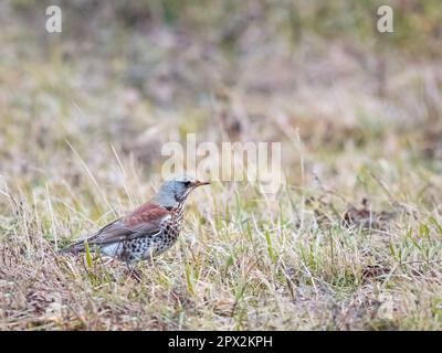 Une chanson trush est assise dans la prairie (Turdus philomelos) Banque D'Images