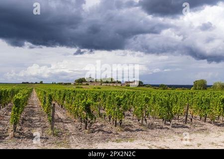 Vignobles typiques près du Château d'Yquem, Sauternes, Bordeaux, Aquitaine, France Banque D'Images